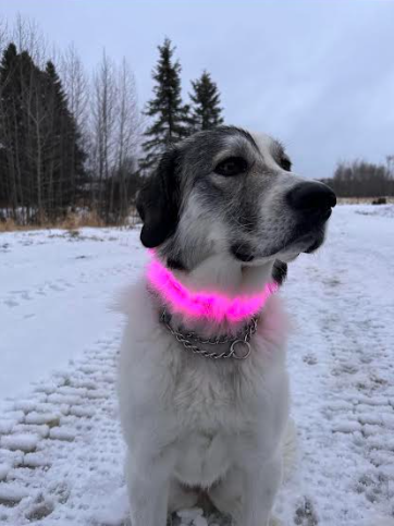 TailTorch LED Collar